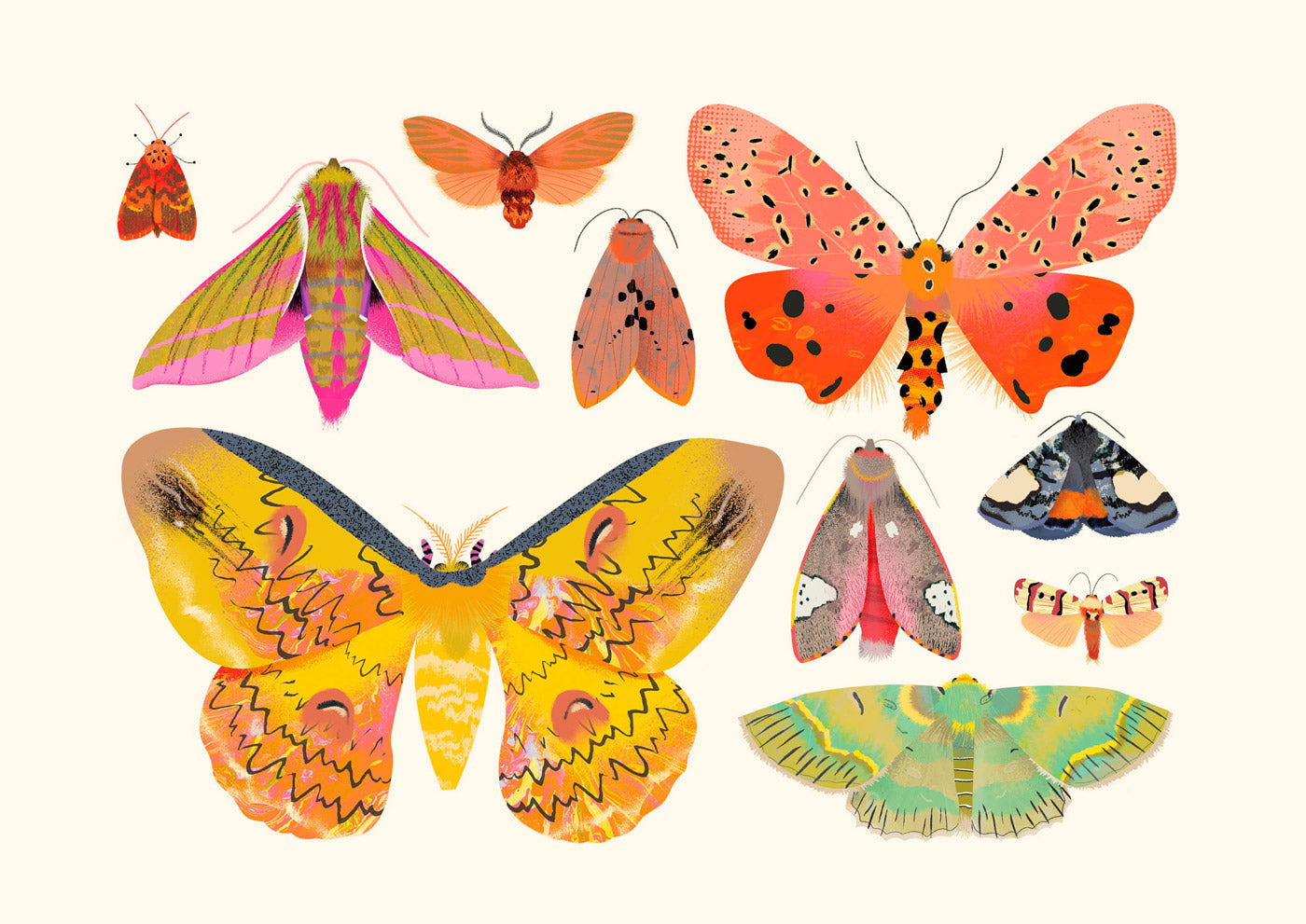 Moth Collection | XL Postcard