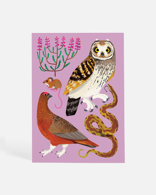 Adders on the Moor | Postcard