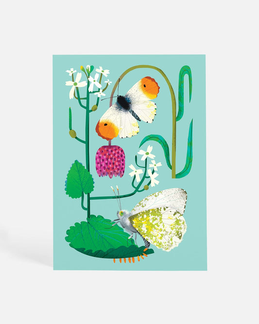Orange-tip Butterflies | Postcard