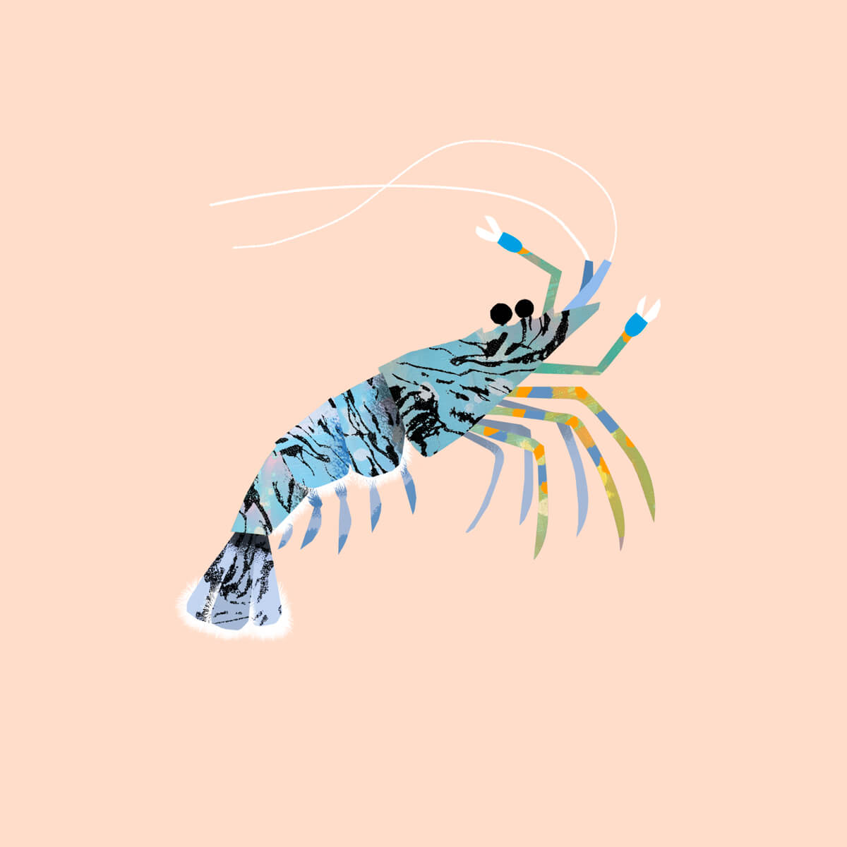 Rock Pool Shrimp | Art Print