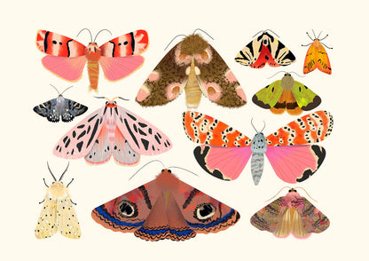 Moth Collection 2 | Mini Art Print