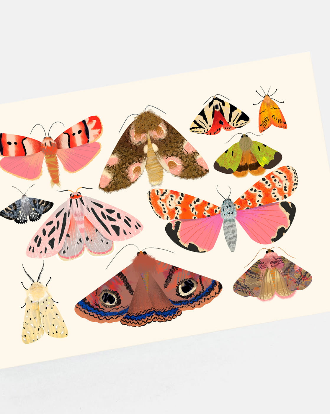 Moth Collection 2 | Mini Art Print