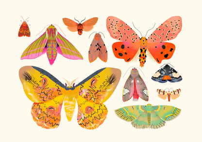 Moth Collection | XL Postcard