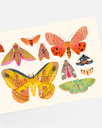 Moth Collection | XL Postcard