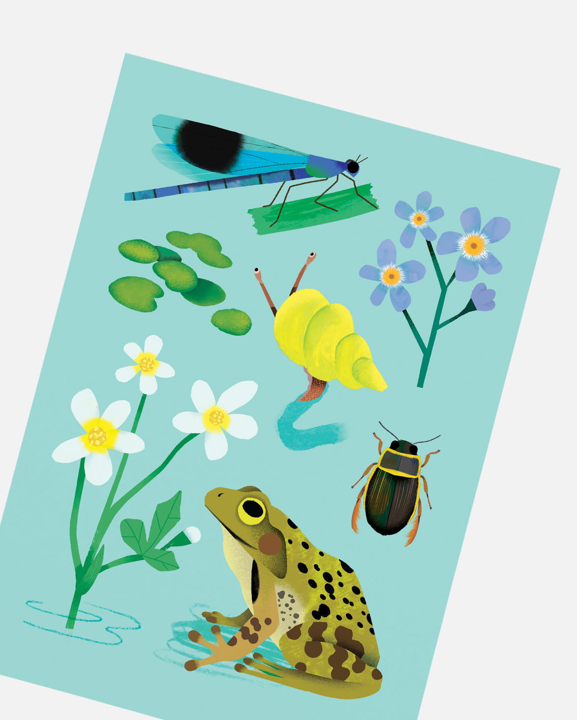 Pondlife | XL Postcard
