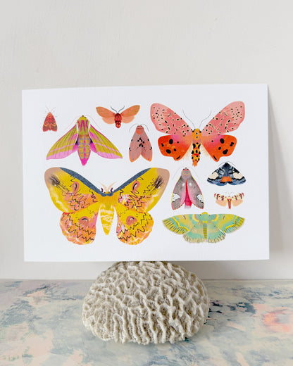 Moth Collection | XL Postcard