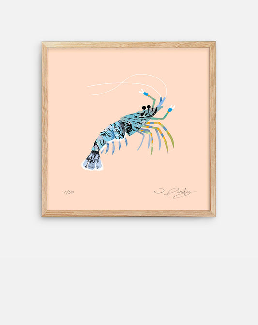 Rock Pool Shrimp | Art Print