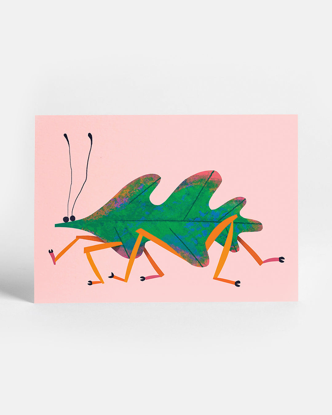 Leaf Insect | Postcard