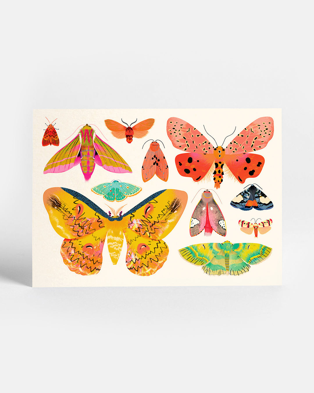 Moth Collection | Postcard