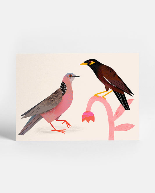 Spotted Dove | Postcard